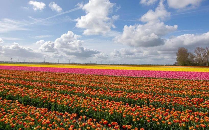 Lovely Bungalow 8P Close To Beach And Amsterdam Opmeer エクステリア 写真
